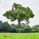 potensi bahaya pohon besar