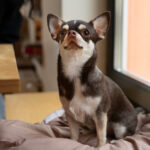 Anjing chihuahua