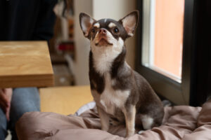 Anjing chihuahua