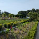 kebun sayur di samping rumah