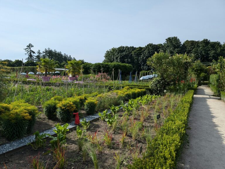 kebun sayur di samping rumah