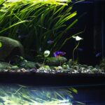 Aquascape