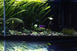 Aquascape