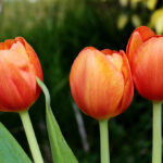 Bunga tulip
