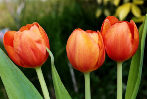 Bunga tulip
