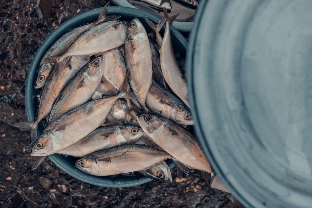 Olahan Ikan Tengiri